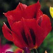 Схема вышивки «tul'pan1»