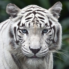 Схема вышивки «тигр»