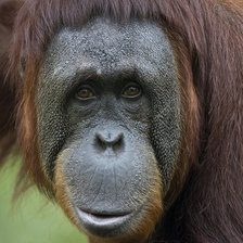 Схема вышивки «орангутан»