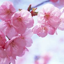 Схема вышивки «саккура»