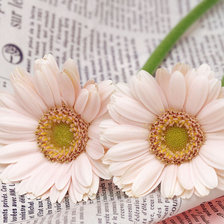 Схема вышивки «герберы»