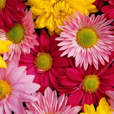 Схема вышивки «Хризантемы»