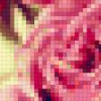 Предпросмотр схемы вышивки «розы» (№67438)
