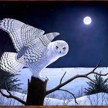 Полярная сова