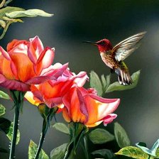 Схема вышивки «№67455»