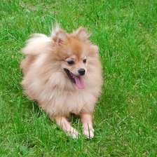 Схема вышивки «рик»