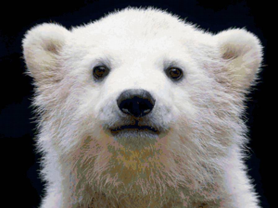 №67516 - животные, подушка, картина, белы, медведь - предпросмотр