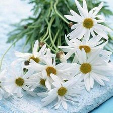 Схема вышивки «№67556»