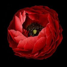 Схема вышивки «№67558»