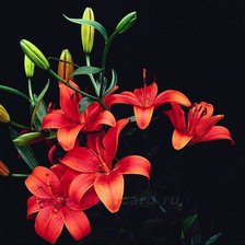 Схема вышивки «№67668»