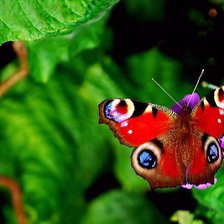 Схема вышивки «№67674»