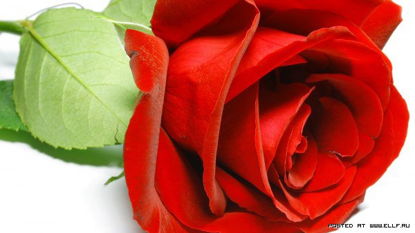 №67706 - красный, роза, картина, цветы - оригинал