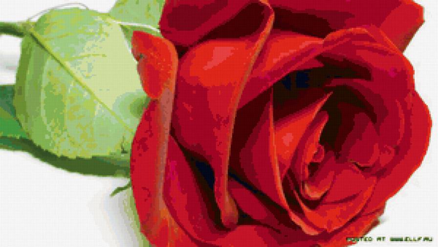 №67706 - роза, красный, картина, цветы - предпросмотр