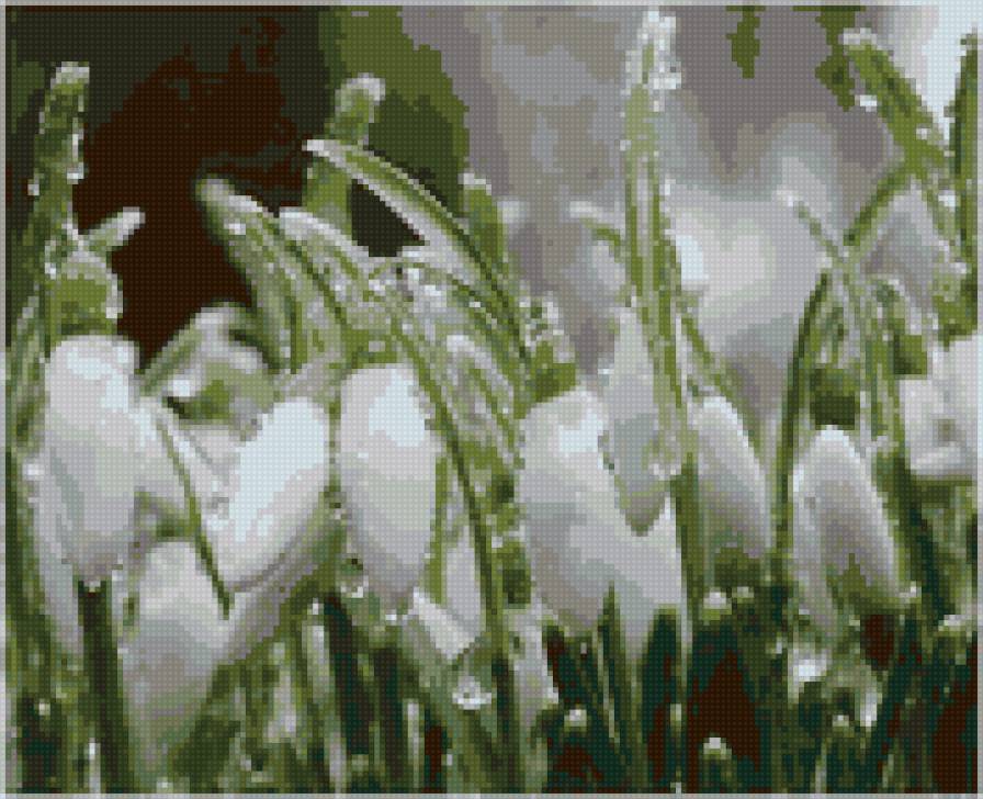 подснежники - предпросмотр