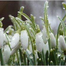 подснежники