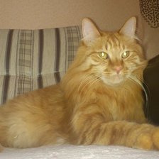 Схема вышивки «рыжий»