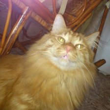 Схема вышивки «рыжий»