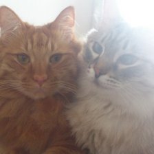 Схема вышивки «котики»