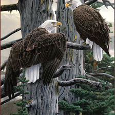 Схема вышивки «Всегда на страже»