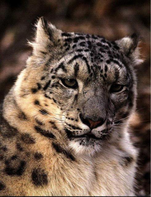 Барс - природа, звери, кошка, животные - оригинал