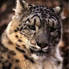 Схема вышивки «Барс»