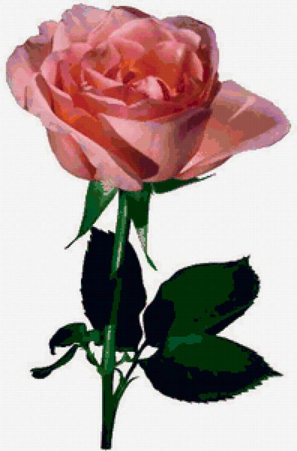 Роза - цветы - предпросмотр