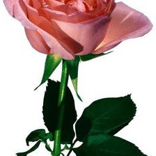 Схема вышивки «Роза»