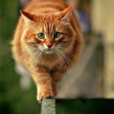 Схема вышивки «Рыжий»