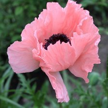 Схема вышивки «Мак»