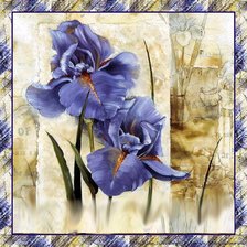 Схема вышивки «iris»