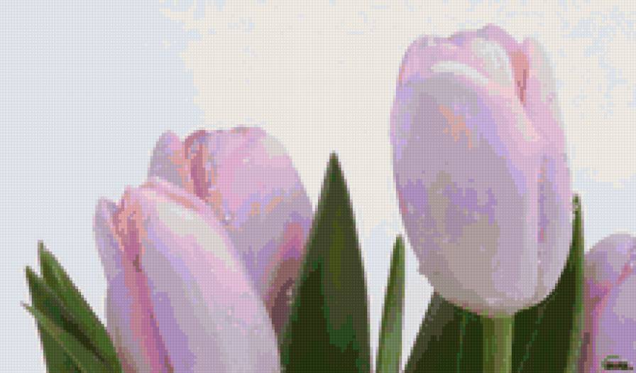 розовые тюльпаны - тюльпаны, цветы - предпросмотр