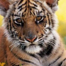 Схема вышивки «№68301»