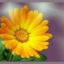 Схема вышивки «календула»