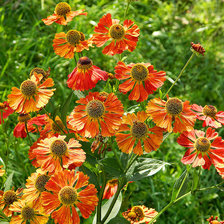 Схема вышивки «№68320»