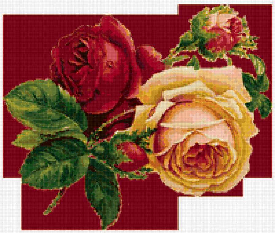 розы - цветы, розы - предпросмотр