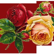 Схема вышивки «розы»