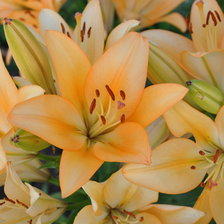 Схема вышивки «Лилии»