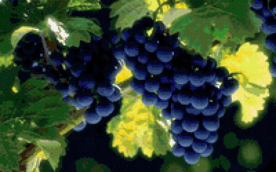 виноград - фрукты - предпросмотр