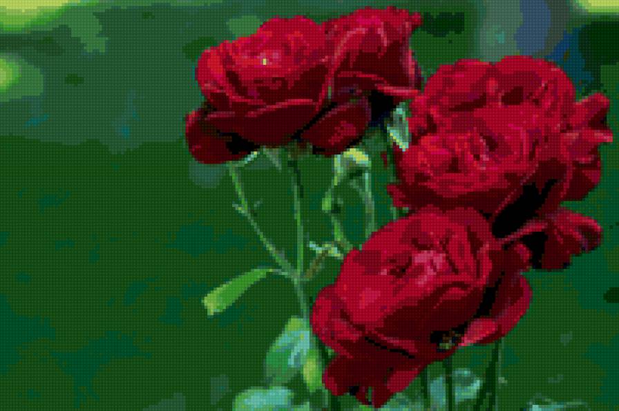 розочки - цветы, роза, букет - предпросмотр