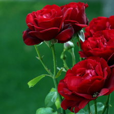 Схема вышивки «розочки»