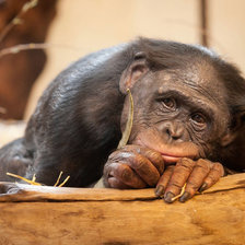 Схема вышивки «обезьянка»