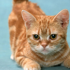 Схема вышивки «рыжик»