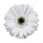 Схема вышивки «Гербера светлая»