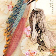 Схема вышивки «павлин»