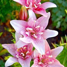 Схема вышивки «лилии»