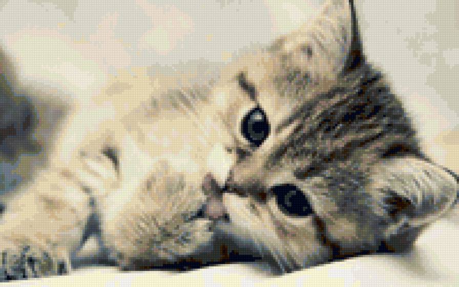 котэ - предпросмотр