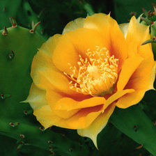 Схема вышивки «кактус»