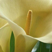 Схема вышивки «каллы»