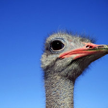 Схема вышивки «страус»