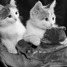 Схема вышивки «котята»